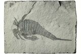 Sea Scorpion (Eurypterus) Fossil - New York #236948-1